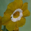 Primula Auricula Sunflower - Abriachan Nurseries
